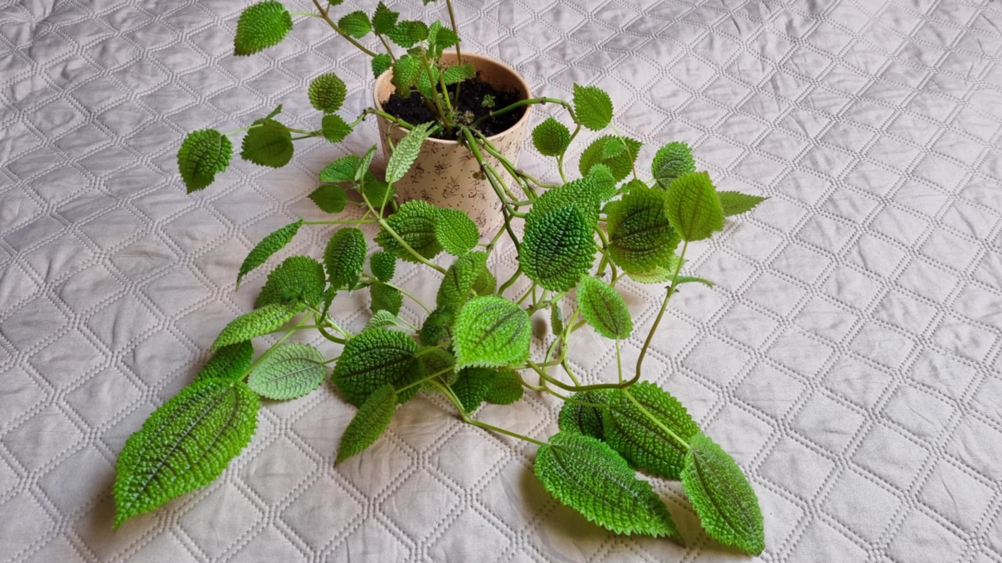 Maanvallei Pilea